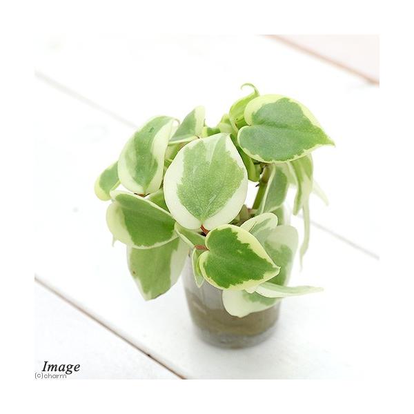 iϗtAj~jϗt@IAVXc@yy~A@ZyXiPcj