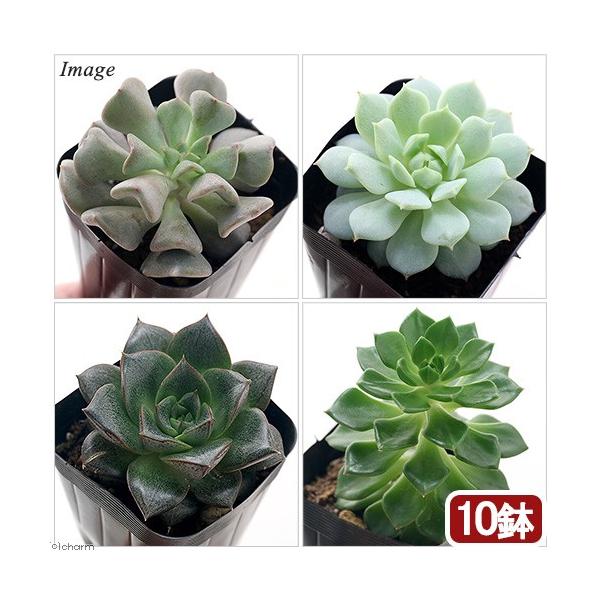 iϗtAjGPxA@i킨܂@QiPO|bgjii햼̃xtj