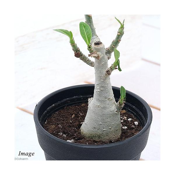 iAjAfjE@IuX@R`RDTiP|bgj@R[fbNX