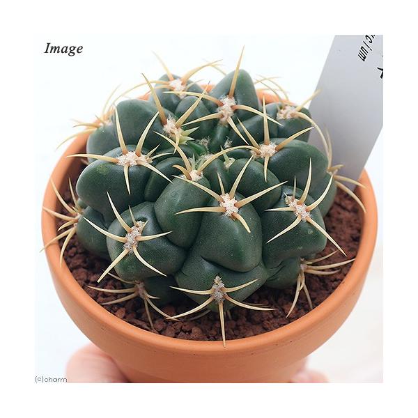 観葉植物 素焼鉢 サボテン ギムノカリキウム モンビレイ ３号 １鉢 チャーム Charm Paypayモール店 通販 Paypayモール