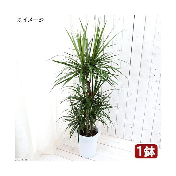 チャーム（charm） （観葉植物）大型 インテリア ドラセナ マジナータ