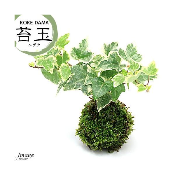 iϗtAjۋʁ@wfiACr[j@i킨܂iPj