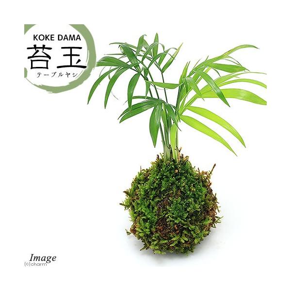 iϗtAjۋʁ@e[uViPj