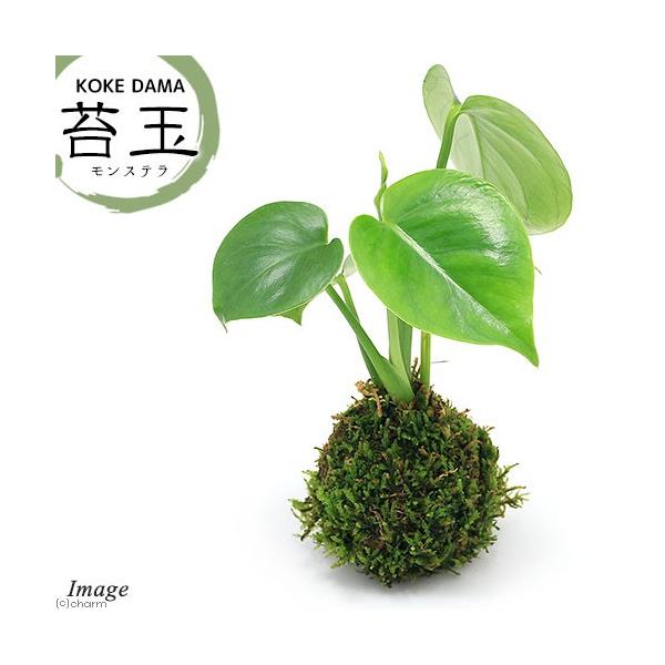 _gardening　こけだま　苔玉　ガーデニング　コケ　苔　観葉植物　こけ玉　和　和風　侘び寂び　わびさび　Ｃbanner_kokedama　植物　植物生体　ガーデニング生体　育て方　育成方法　栽培方法　20190618　KO　opa2_...