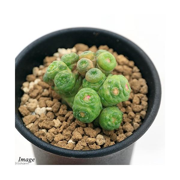 チャーム（charm） （多肉植物）マミラリア ボカサナ 'フレッド' 2