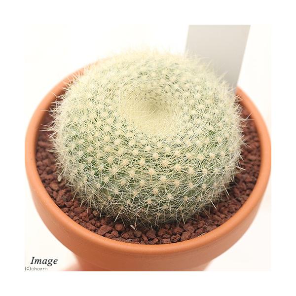 多肉植物）素焼鉢 サボテン パロディア 雪晃（セッコウ） 3号（1鉢