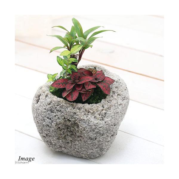 iϗtAjۖ~́@܂ϗtA@RAW@RΐΔA@lTCYiPjہ@A@@@v[g