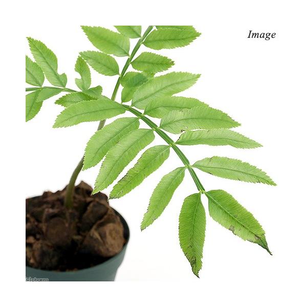 チャーム（charm） （山野草）シダ（羊歯）リュウビンタイ 3号〜（1