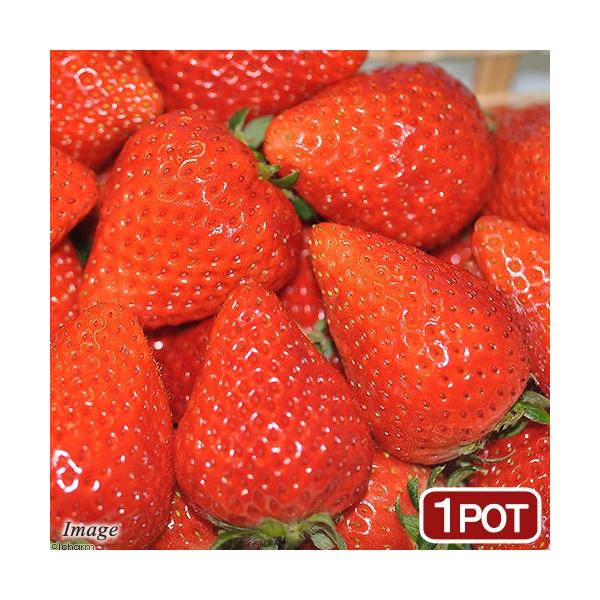 iϗtAjؕc@C`S@݂̂@RiP|bgj@ƒ؉@c@ʕ@t[c