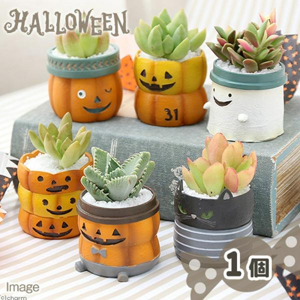 iϗtAj܂v`@nEB@~j|bgiPjitj@A@@v[g@ł܂鍻