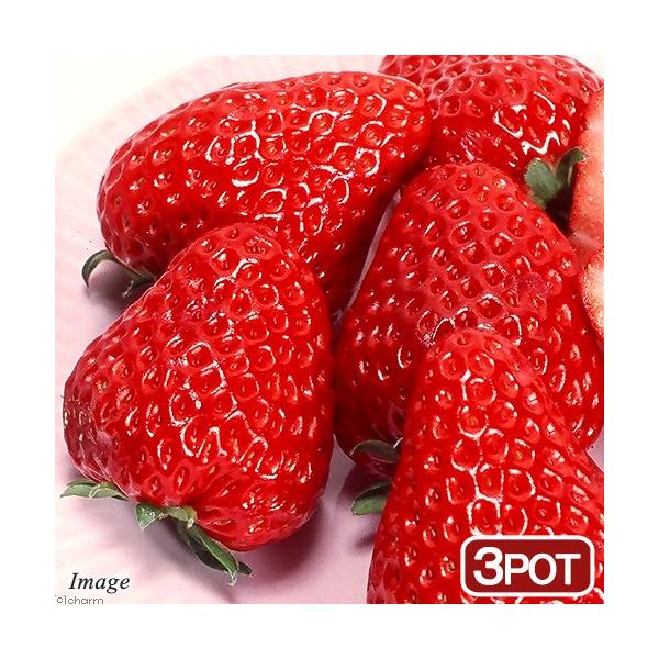 iϗtAjؕc@C`S@gق؁@RiR|bgj@ƒ؉@c@ʕ@t[c