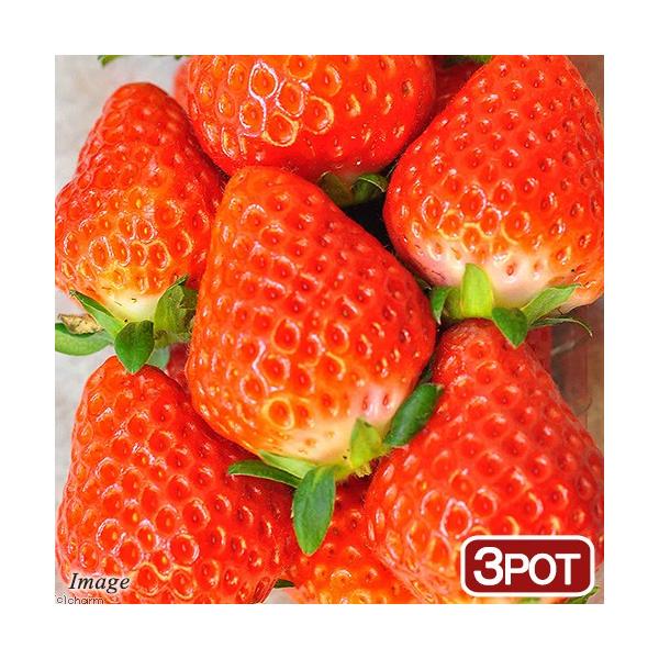 育て方　育成方法　栽培方法　観葉植物　プランター　春　時期　品種　いちごの苗　イチゴ　土　ポット　ストロベリー　うさぎの餌　うさぎのおやつ　おやつ　イチゴの葉　top_1909_ichigo　20190930　NT　strawberryit...