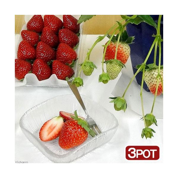 iϗtAjؕc@C`S@bx[@RiR|bgj@ƒ؉@c@ʕ@t[c