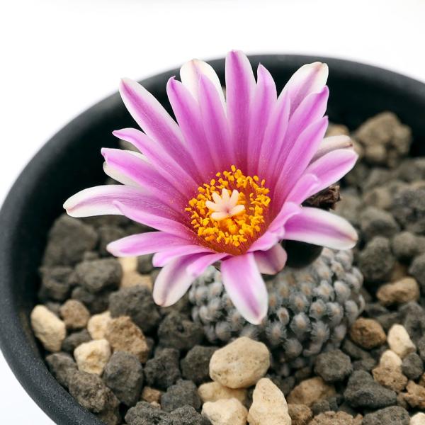 チャーム（charm） （多肉植物）サボテン ツルビニカルプス バラ丸