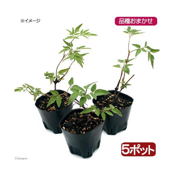 鉢花 クレマチスの価格と最安値 おすすめ通販を激安で