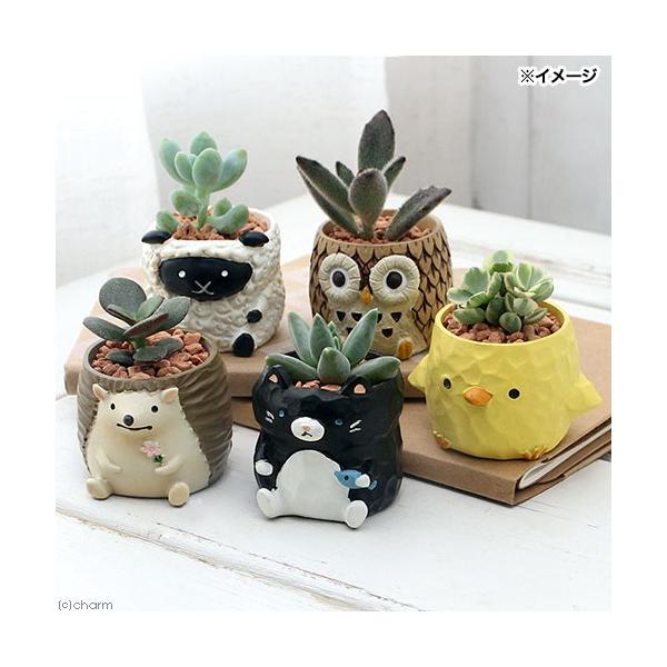 観葉植物　_gardening　_hachu　_kame　ガーデニング　サボテン植物　ミニサボテン　プチサボテン　puchisabo_series　puchisabo_taniku_series　育て方　育成方法　栽培方法　20191108...