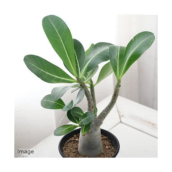 iAjAfjE@ArJ@R`RDTiPj