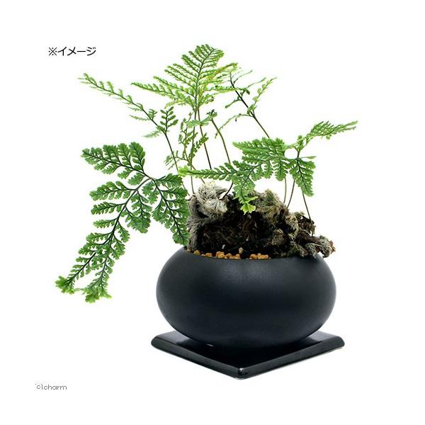 観葉植物 トキワシノブ 姫ネコ 陶器鉢植え 空ｍ ｂｋ １鉢 受け皿付き チャーム Charm Paypayモール店 通販 Paypayモール