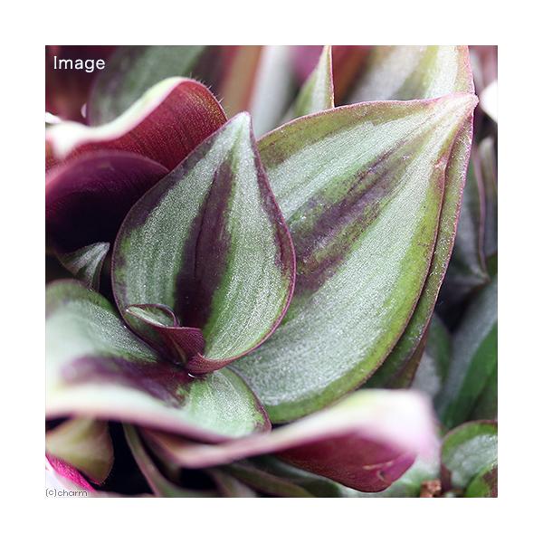 _hachu　_gardening　_kame　ガーデニング　ビバリウム　パルダリウム　観葉植物　all_plants　両爬向き植物　Tradescantia　zebrina　pendula　ハカタカラクサ　シマムラサキツユクサ　ツユクサ科...