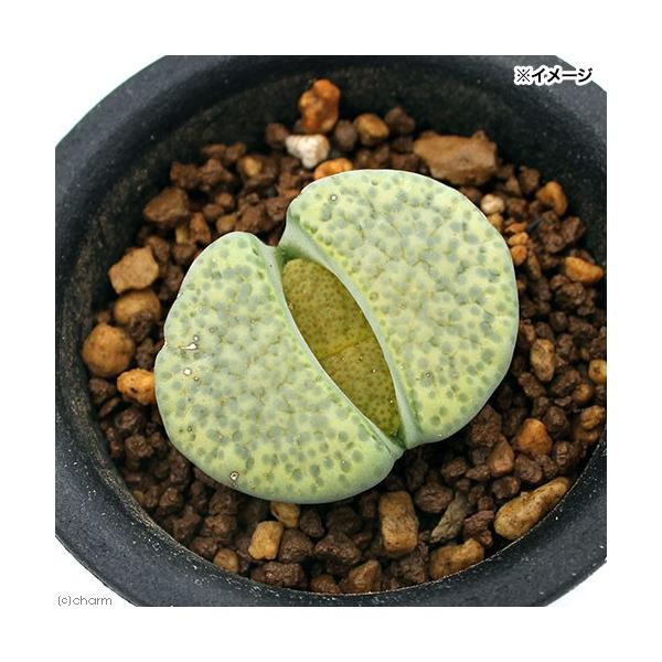 iϗtAjing[vX@ʁ@QDT`RiPj