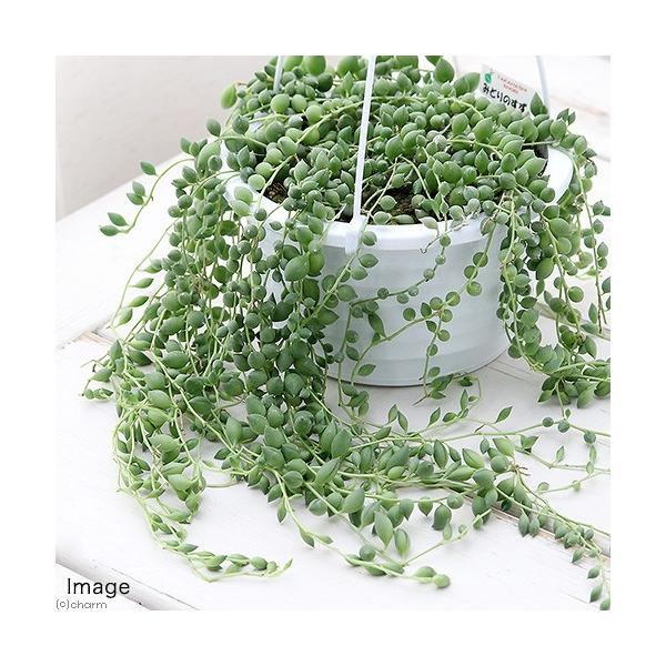 観葉植物 グリーンネックレス 5号」の人気商品一覧 | 安い商品を通販