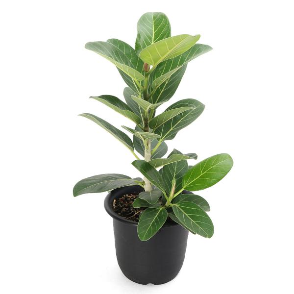 観葉植物）フィカス ベンガレンシス 6号（1鉢） : チャーム charm
