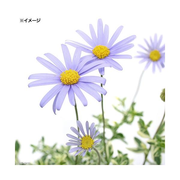 iϗtAju[f[W[@@R`RDTiP|bgj