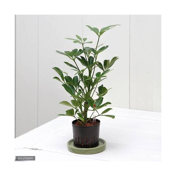 観葉植物 シェフレラ コンパクタ」の人気商品一覧 | 安い商品を通販