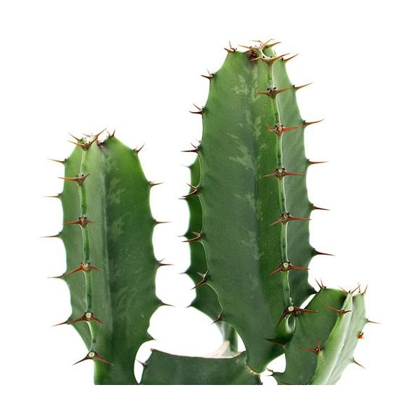 iAj[tHrA@_ti_CEJNj@RDTiPj