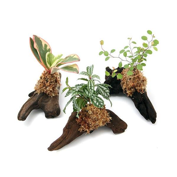 iϗtAjeE@~jϗtt؁@rTCYiPTjiT{j