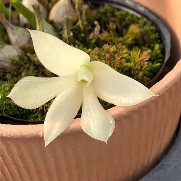 鉢 デンドロビウムの人気商品 通販 価格比較 価格 Com