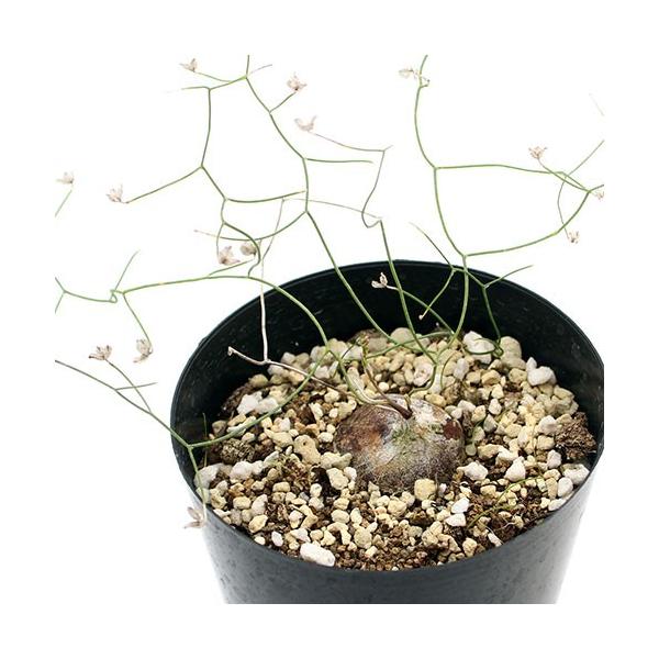 iAjV]oVXih~Aj@CgJ[^@R`RDTiPj