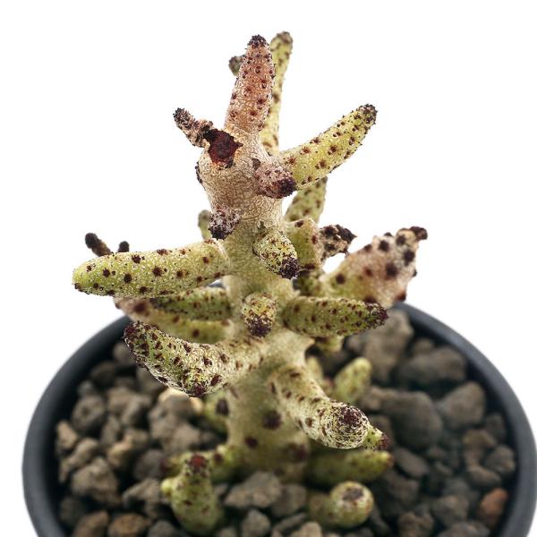 iAj`Rh@ubRWAkX@rTCY@QDT`RiPj