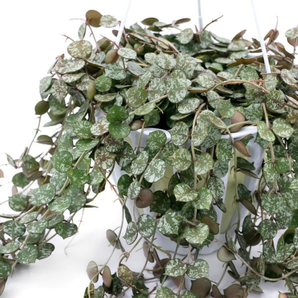 iϗtAjz@J[eBV[@݂蔫^Cv@TiPj