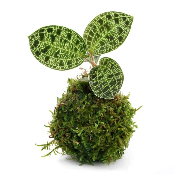 paludariumplants　パルダリウム　テラリウム　_gardening　こけだま　苔玉　ガーデニング　コケ　苔　観葉植物　こけ玉　和　和風　侘び寂び　わびさび　Ｃbanner_kokedama　植物　植物生体　ガーデニング生体　育...