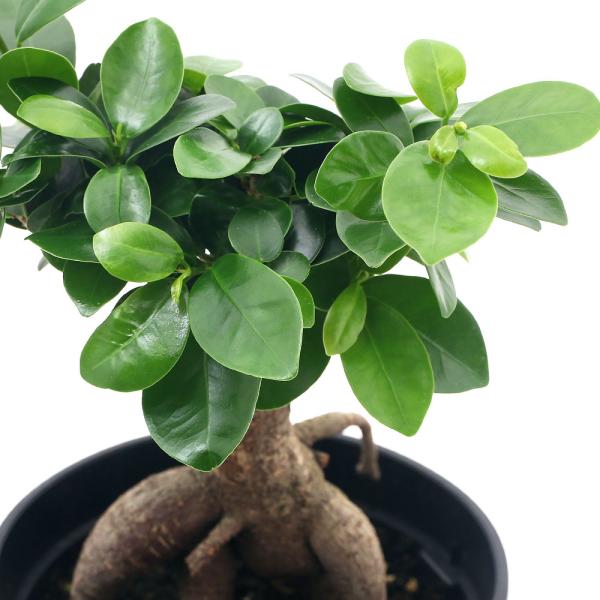 チャーム(ペット) (観葉植物)インテリア フィカス パンダ チャーム(ペット) (観葉植物)インテリア フィカス パンダ