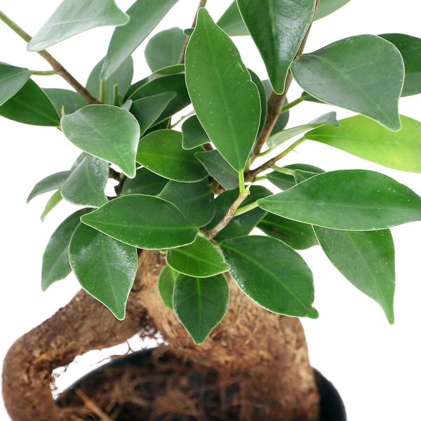 _interior　（観葉植物）　観葉植物　_hachu　_kame　_gardening　園芸　ガーデニング　ビバリウム　アクアテラリウム　パルダリウム　両爬向き植物　クワ科　イチジク属　キジムナー　支柱根　植物　植物生体　ガーデニング生...