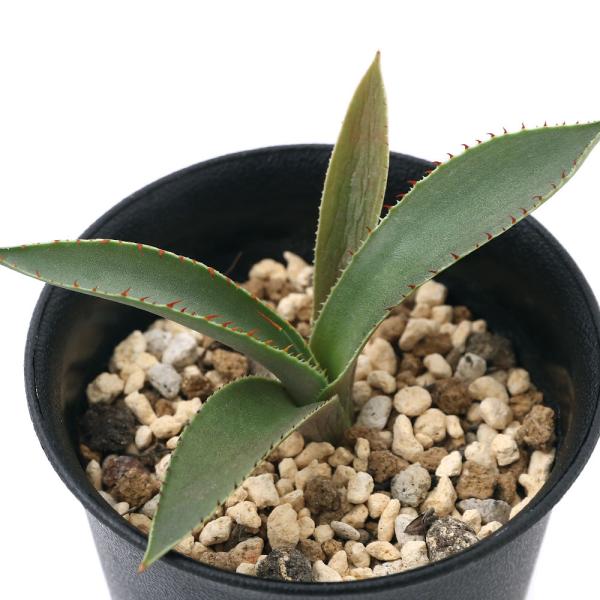 iAjAKx@OA_ni@c@R`SiPj