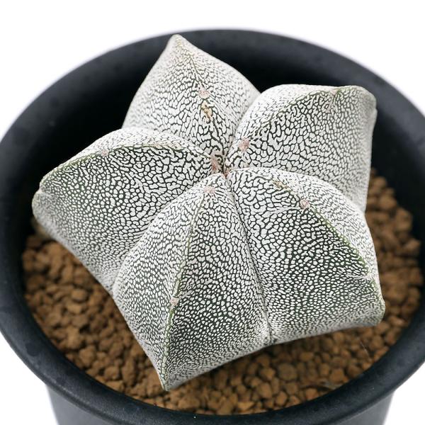 観葉植物 サボテン アストロフィツム 恩塚ランポー玉 ３号 １鉢 Buyee Buyee Jasa Perwakilan Pembelian Barang Online Di Jepang