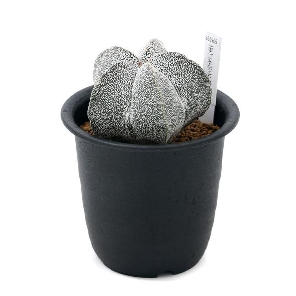 観葉植物 サボテン アストロフィツム 恩塚ランポー玉 ３号 １鉢 北海道冬季発送不可 Buyee Buyee Japanese Proxy Service Buy From Japan Bot Online