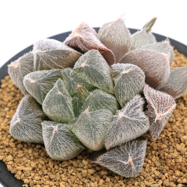 観葉植物 ハオルチア 3号の人気商品 通販 価格比較 価格 Com