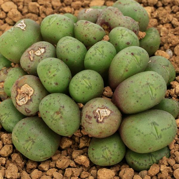 コノフィツム ミヌスクルム 親株 多肉植物）コノフィツム ミヌスクルム 2〜2．5号（1鉢