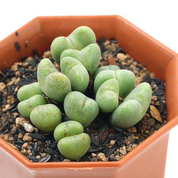 専用❤️速達＋300同梱-50円多肉植物 コノフィツム クビクム