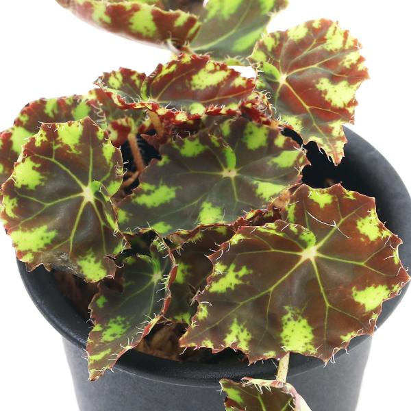 ベゴニア 鉢 観葉植物の人気商品 通販 価格比較 価格 Com