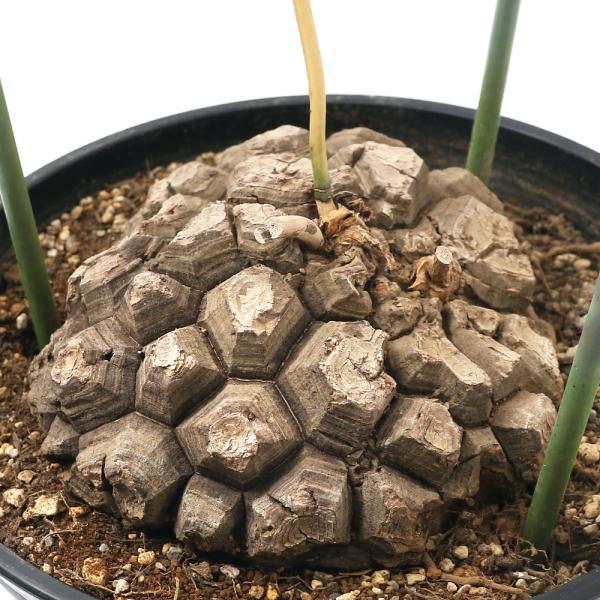 観葉植物 亀甲竜の人気商品 通販 価格比較 価格 Com