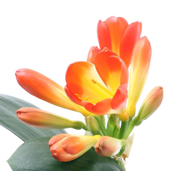 観葉植物　ガーデニング　花　苗　クンシラン　君子蘭　育て方　育成方法　栽培方法　kaijyo　opa2_delete　こうよう　Ｃｌｉｖｉａ　ｍｉｎｉａｔａ　ヒガンバナ科　クンシラン属　クリビア属　ニューカラー　20210312　MI　y2...