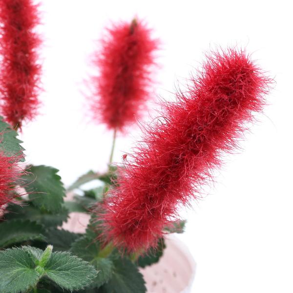 観葉植物　_neko　_gardening　opa2_delete　ガーデニング　花　苗　キャットテール　アカリファ　レプタンス　アカリファヒスパニオラエ　メメ　Acalypha　reptans　トウダイグサ科エノキグサ属　非耐寒性常緑多年...