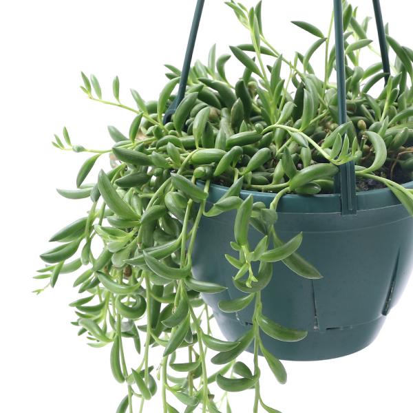 三日月 ネックレス 農業資材 ガーデニング用品の人気商品 通販 価格比較 価格 Com