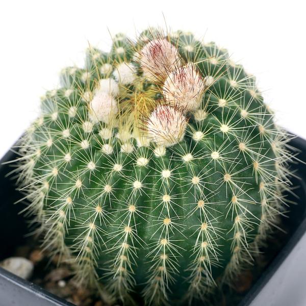 観葉植物 3号 サボテン 観葉植物の人気商品 通販 価格比較 価格 Com