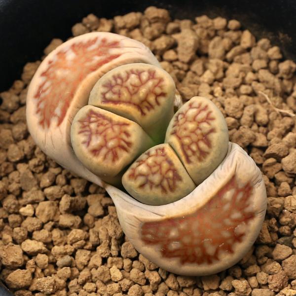 iAjing[vX@e͋ʁ@PA@QDTiPj